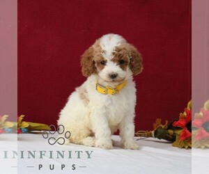 Goldendoodle Puppy for sale in GORDONVILLE, PA, USA