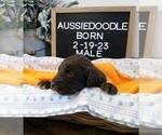 Small Photo #3 Aussiedoodle Puppy For Sale in NEW YORK MILLS, MN, USA