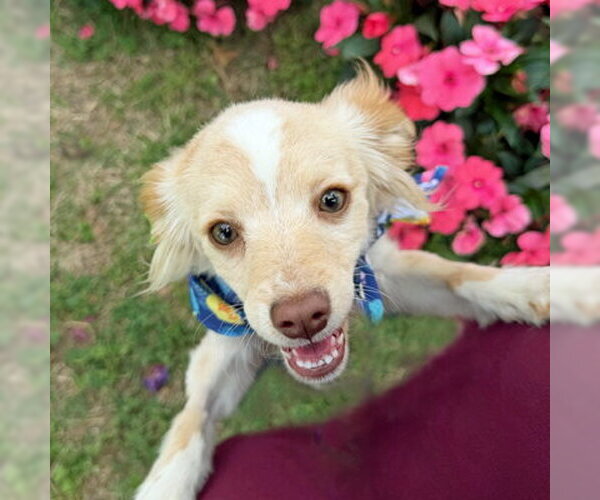 Medium Photo #3 Pomeranian Puppy For Sale in Arlington, VA, USA