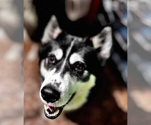 Dusty - Male Siberian Husky Dog for Adoption - Photo #3