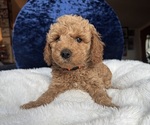 Small Photo #20 Goldendoodle (Miniature) Puppy For Sale in SAN FERNANDO, CA, USA