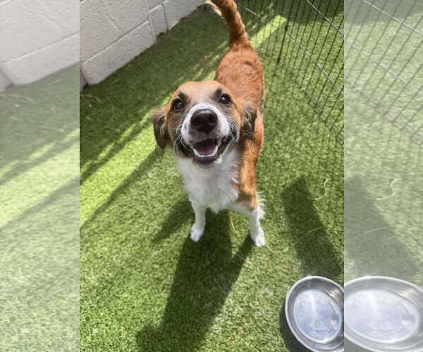 Medium Photo #3 Mutt Puppy For Sale in Tempe , AZ, USA
