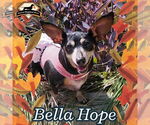 Small #28 Dachshund Mix