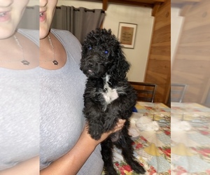 Labradoodle Puppy for sale in SALUDA, NC, USA