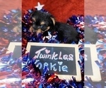 Small Photo #22 Yorkshire Terrier Puppy For Sale in AKRON, OH, USA