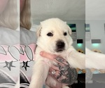 Litter of 6 - Male(s) and Female(s) German Shepherd DogLitter of Puppies for Sale - Photo #7