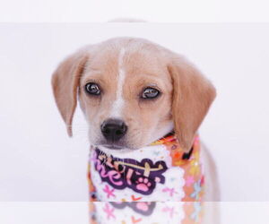 Chiweenie Dogs for adoption in Princeton, MN, USA