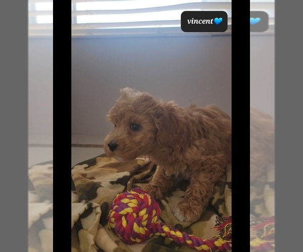 Medium Photo #2 Maltipoo (Toy) Puppy For Sale in TUCSON, AZ, USA