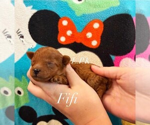 Poodle (Toy) Puppy for sale in WINNSBORO, LA, USA