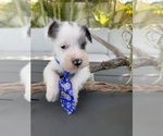 Small #4 Schnauzer (Miniature)