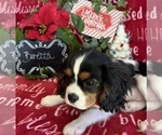 Small #3 Cavalier King Charles Spaniel