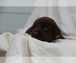 Small #3 Labrador Retriever