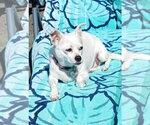Gidget a/k/a Coconut - Female Chihuahua-Unknown Mix Dog for Adoption - Small photo