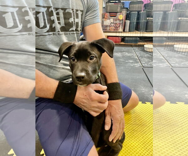 Medium Photo #2 Labrador Retriever-Unknown Mix Puppy For Sale in St. Louis Park, MN, USA