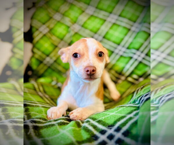 Medium Photo #2 Chihuahua-Unknown Mix Puppy For Sale in Pacolet, SC, USA