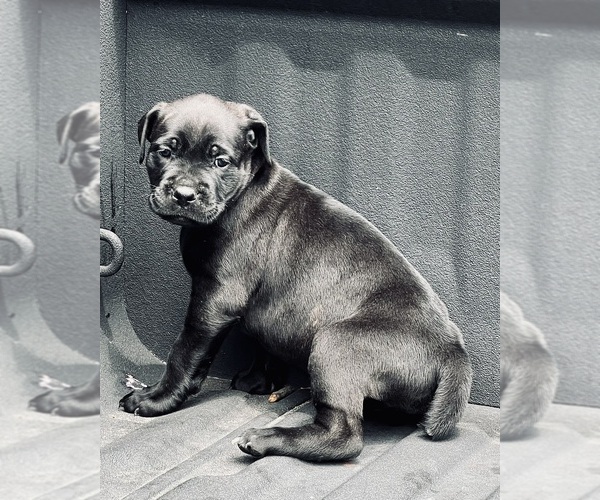 Medium Photo #7 Cane Corso Puppy For Sale in SAINT JOSEPH, MO, USA