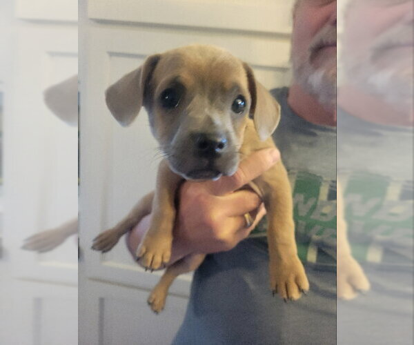 Medium Photo #3 Chihuahua-Unknown Mix Puppy For Sale in Rocky Mount, NC, USA