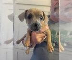 Small #2 Chihuahua Mix