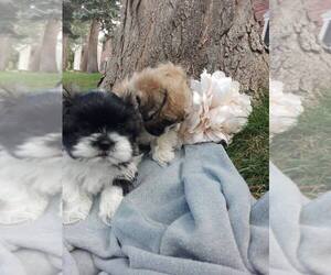 ShihPoo Puppy for sale in AURORA, CO, USA