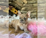Small Photo #10 French Bulldog Puppy For Sale in PASO ROBLES, CA, USA