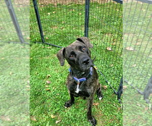 Plott Hound-Unknown Mix Dogs for adoption in Sykesville, MD, USA