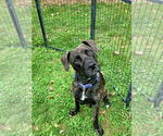 Small Plott Hound Mix