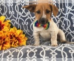 Small Photo #14 Australian Cattle Dog-Jack Russell Terrier Mix Puppy For Sale in LAKELAND, FL, USA