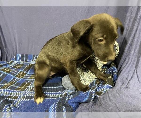 Medium Photo #1 Labrador Retriever-Unknown Mix Puppy For Sale in Modesto, CA, USA