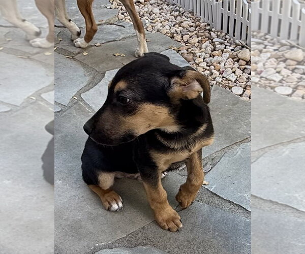 Medium Photo #7 Labrador Retriever-Unknown Mix Puppy For Sale in Holly Springs, NC, USA