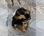 Small #6 Labrador Retriever Mix
