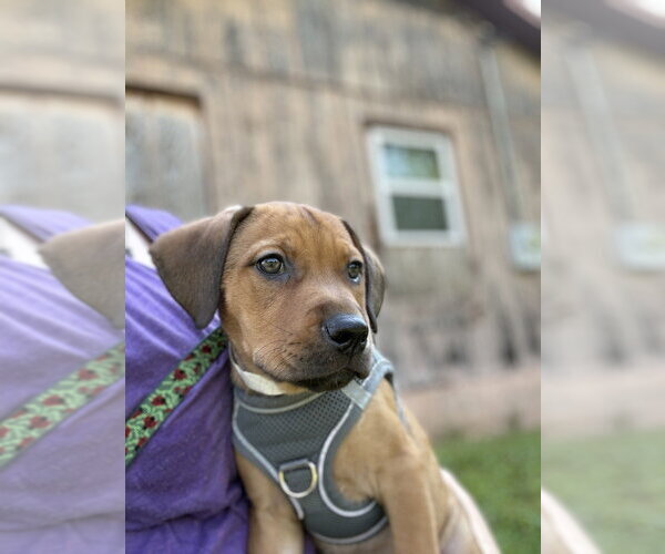 Medium Photo #4 Mutt Puppy For Sale in Candler, NC, USA