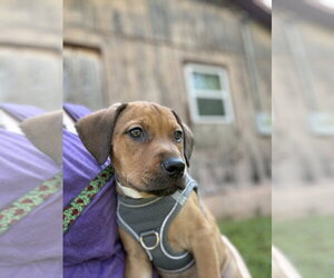 Circie - Female Mutt Dog for Adoption - Photo #4