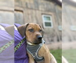 Small Photo #4 Mutt Puppy For Sale in Candler, NC, USA