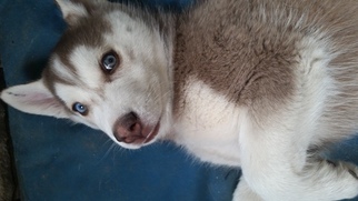 Siberian Husky Puppy for sale in DOWNEY, ID, USA