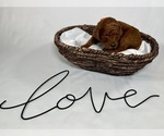 Small #5 Goldendoodle