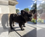 Small #1 French Bulldog