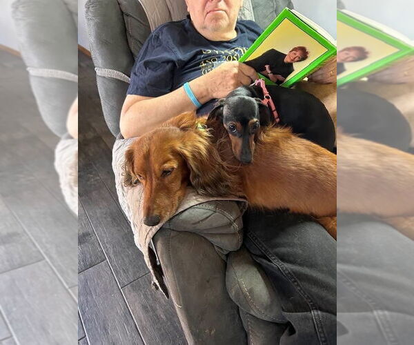 Medium Photo #3 Dachshund Puppy For Sale in Mundelein, IL, USA