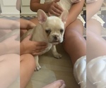 Small Photo #17 French Bulldog Puppy For Sale in LEAWOOD, KS, USA