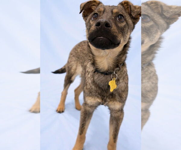 Medium Photo #4 Mutt Puppy For Sale in Sandy, UT, USA