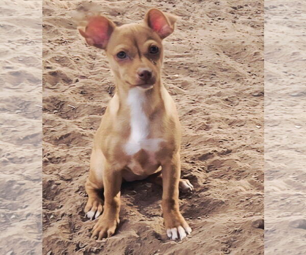 Medium Photo #2 Miniature Pinscher Puppy For Sale in Peralta, NM, USA