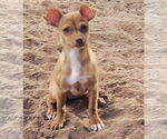Small #1 Miniature Pinscher