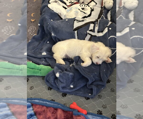Medium Photo #4 Poodle (Miniature)-Unknown Mix Puppy For Sale in Lakewood, CO, USA