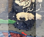 Small #3 Poodle (Miniature) Mix