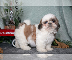Puppy Lori Shih Tzu
