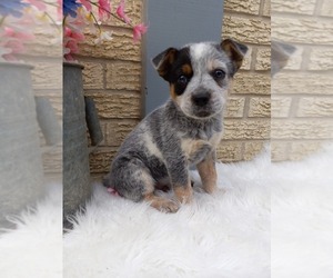 Australian Cattle Dog Puppy for sale in CARTHAGE, TX, USA
