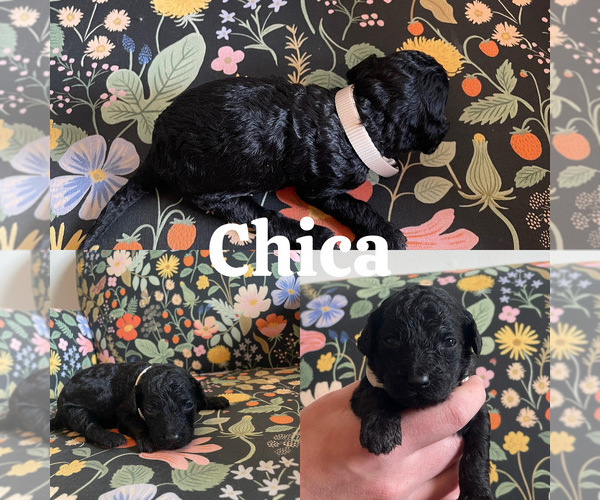 Medium Photo #13 Goldendoodle (Miniature) Puppy For Sale in NASHVILLE, TN, USA