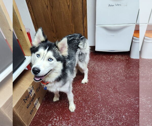 Medium Photo #2 Siberian Husky Puppy For Sale in Fargo, ND, USA