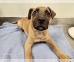 Small German Shepherd Dog Mix