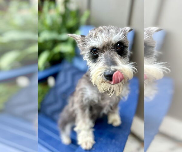 Medium Photo #3 - Mix Puppy For Sale in Brooklyn Center, MN, USA