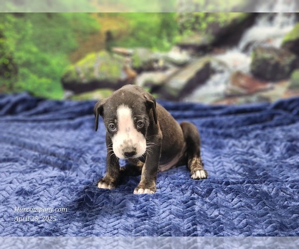 Medium Photo #27 Catahoula Leopard Dog Puppy For Sale in CUMBY, TX, USA